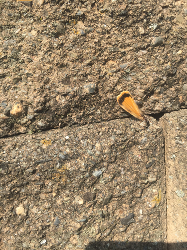 photo of Wood, Mound, And Field Ants (Formica)