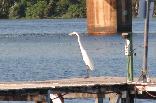 Great Egret