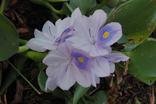 common water hyacinth