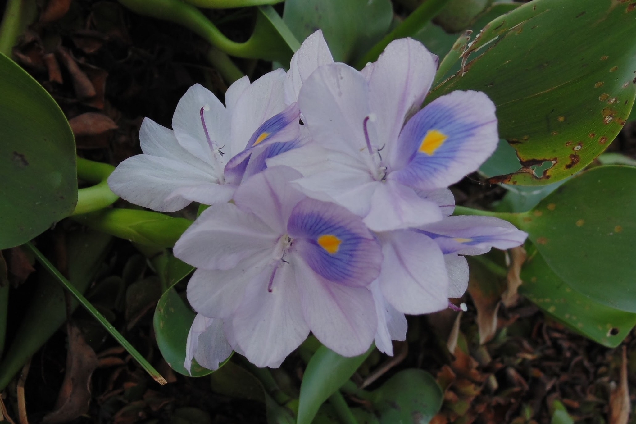 Pontederia crassipes