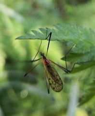 Limonia nigropunctata