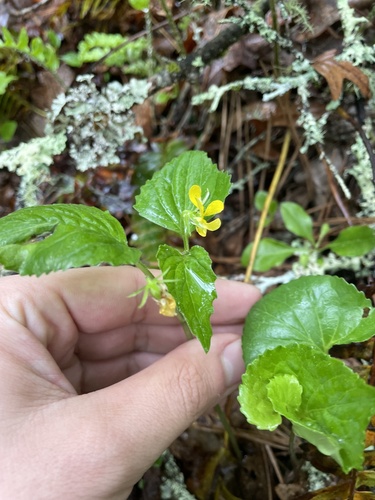 northern wedge-leaf violet (Viola glaberrima)