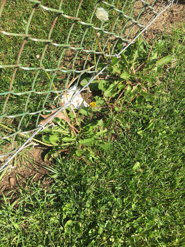 photo of Common Dandelion (Taraxacum officinale)