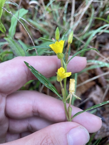 Oenothera perennis iNat (2)