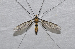 Leptotarsus clavatus