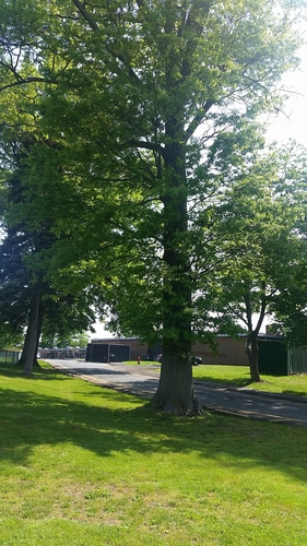 photo of Planes (Platanus)