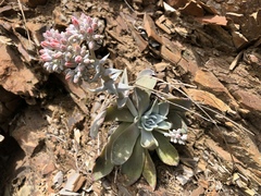 Dudleya cymosa pumila