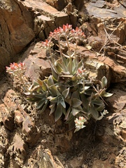 Dudleya cymosa pumila