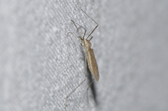 Erioptera lucerna