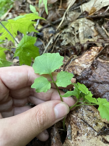 Blue Ridge bittercress (Cardamine flagellifera)