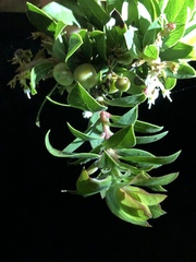 Arctostaphylos tomentosa hebeclada