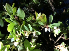 Arctostaphylos tomentosa hebeclada