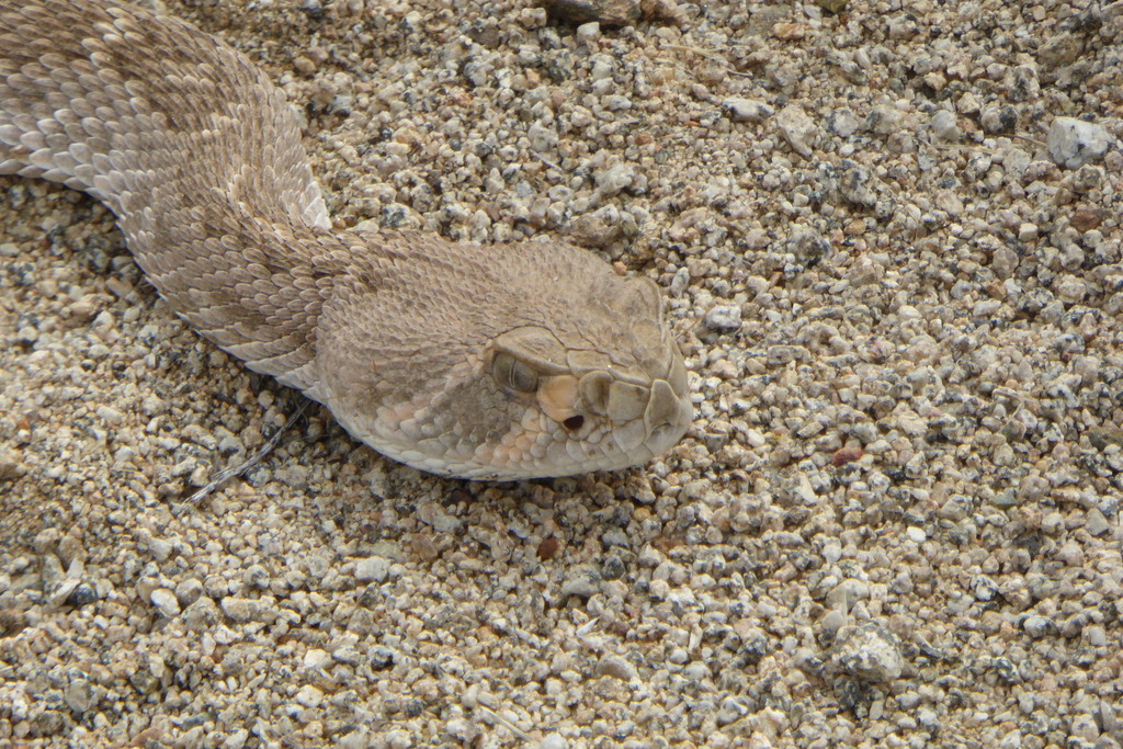 Western Diamond-backed Rattlesnake from Pima County, AZ, USA on March 7 ...