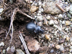Calosoma luxatum