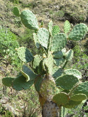 Opuntia velutina