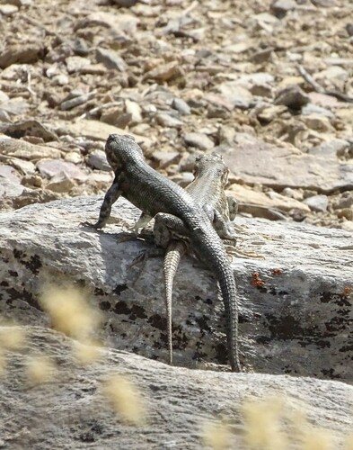 iNaturalist observation photo of Common Sagebrush Lizard