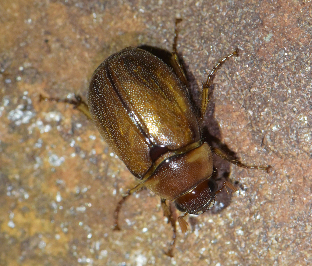 Empecta