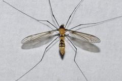 Leptotarsus clavatus