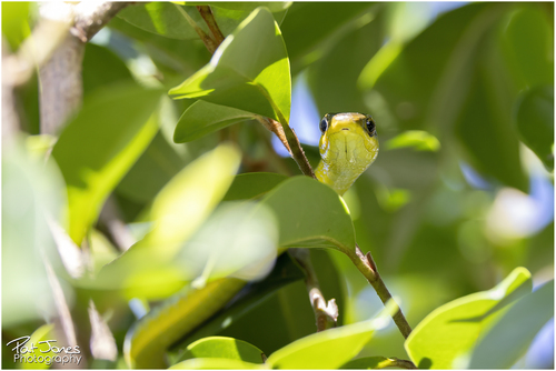 Common Tree Snake sighting