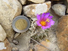 Ariocarpus kotschoubeyanus