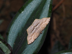 Calletaera postvittata