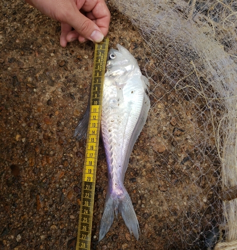 Nurseryfish (Kurtus gulliveri) — Kurtidae
