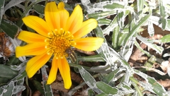 Astylus vittaticollis