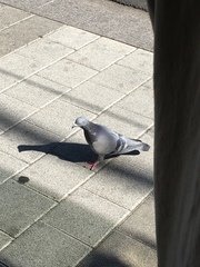 Columba livia domestica