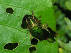 Anomala aulacoides