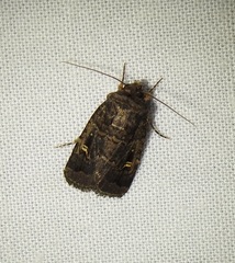 Proteuxoa microspila