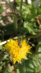 Astylus vittaticollis