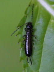 Apterygida albipennis