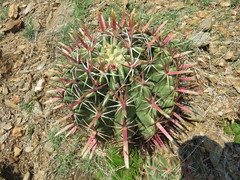 Ferocactus recurvus recurvus