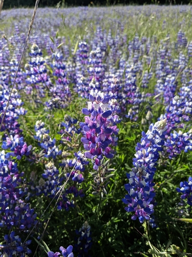 iNaturalist observation photo of lupines