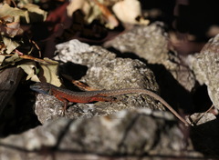 Algyroides nigropunctatus