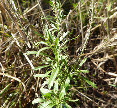 Lepidium africanum africanum