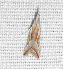 Arotrophora arcuatalis