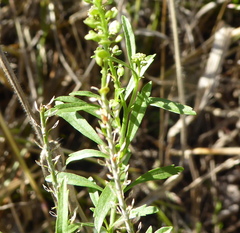 Lepidium africanum africanum