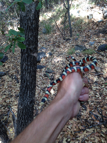 Photo of a Madrean Mountain Kingsnake (Lampropeltis knoblochi)