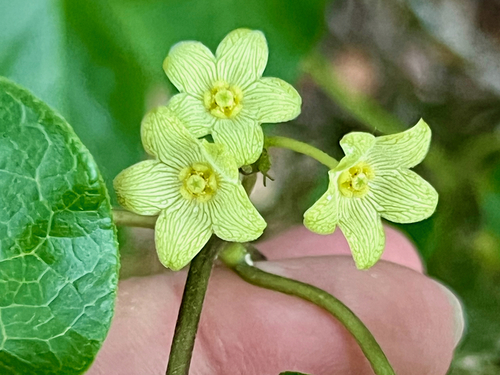 plateau milkvine (Matelea edwardsensis)
