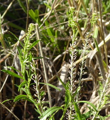 Lepidium africanum africanum