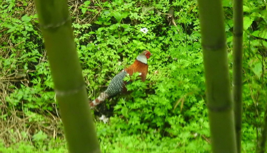 Elliot's Pheasant