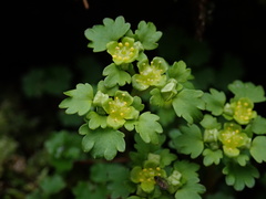 Chrysosplenium