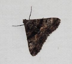 Gastrinodes argoplaca