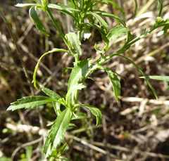 Lepidium africanum africanum