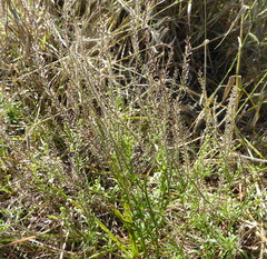 Lepidium africanum africanum