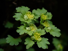 Chrysosplenium
