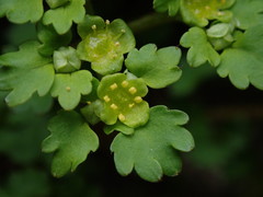 Chrysosplenium