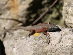 Algyroides nigropunctatus