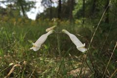 Penstemon tenuiflorus